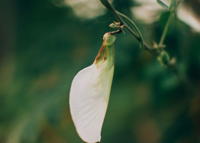 White Katuray Flower - Urban Goes Green Plant Guide