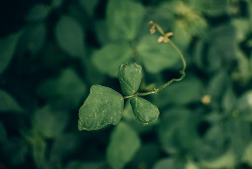 Základová fotografie zdarma na téma botanický, detail, hloubka ostrosti