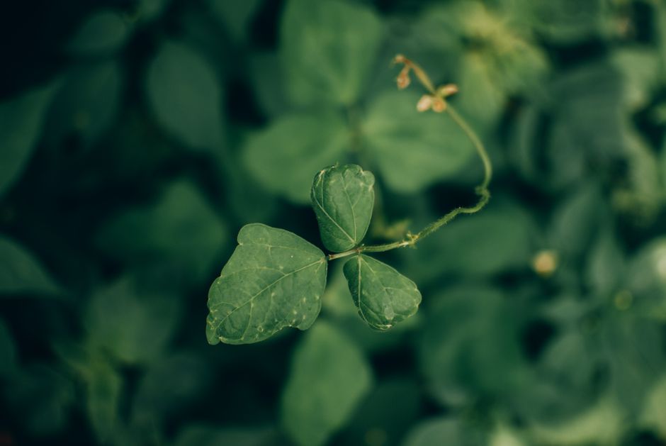 Macro shot of a green clover leaf with a shallow depth of field, highlighting nature's detail.