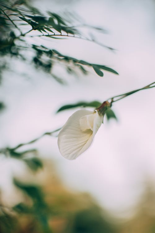 Free Close-up Photo of Blooming White Flower Stock Photo