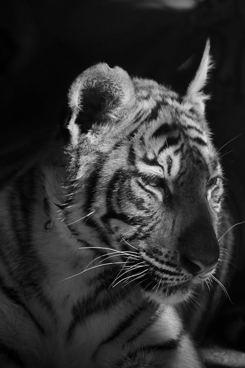 Grayscale Photo of a Tiger