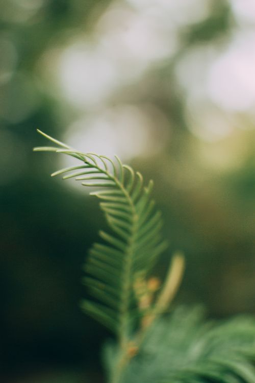 Free Artistic close-up of green pine needles with a blurred bokeh background. Stock Photo