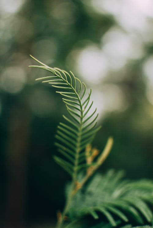 Green Leaves in Close Up Photography