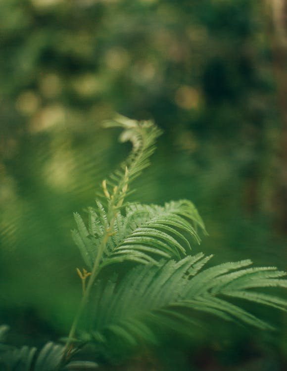 Green Leaf in Close Up Photography