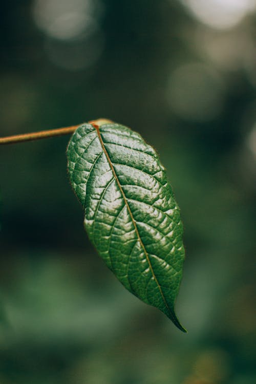 Green Leaf in Close Up Photography