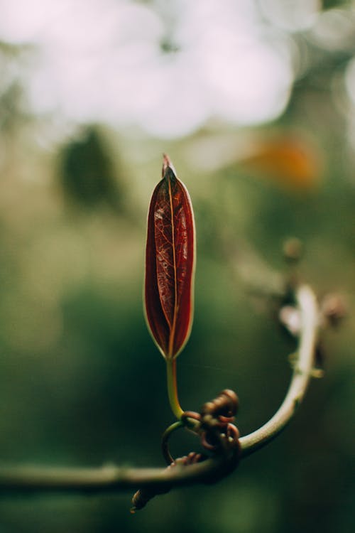 Free Red Flower Bud in Close Up Photography Stock Photo