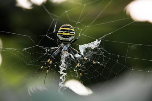 Close-up Photo of a Spider on its Web 