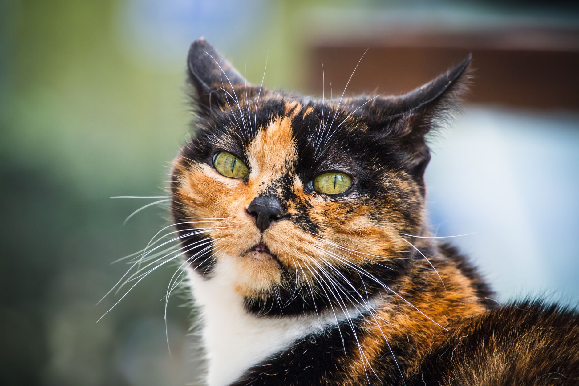 Veterinary care for a cat