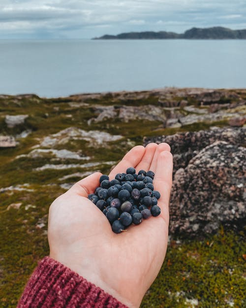 Gratis stockfoto met blauwe bes, gezichtspunt, hand