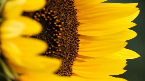 Free Close-up view of a sunflower's vibrant yellow petals and textured center against a soft background. Stock Photo