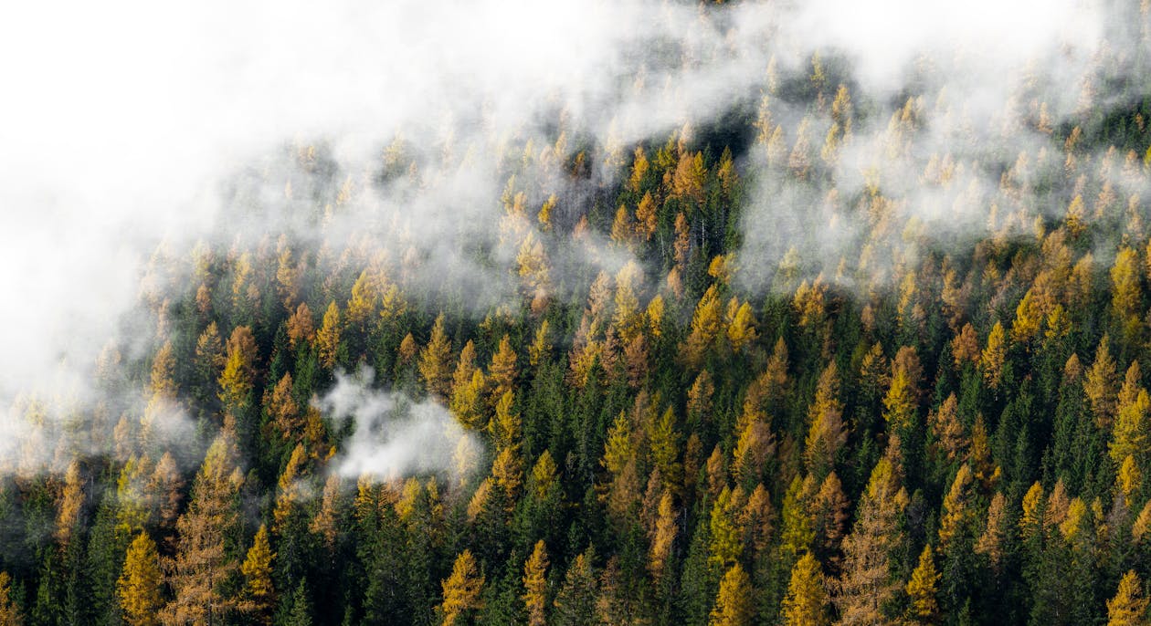 bezplatná Základová fotografie zdarma na téma les, mlha, mraky Základová fotografie