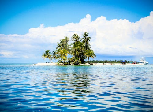 Palm Trees on Beach