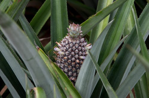 A Close-Up Shot of a Pineapple Plant