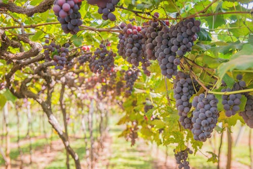 ジューシー, ぶどう, ブドウ栽培の無料の写真素材