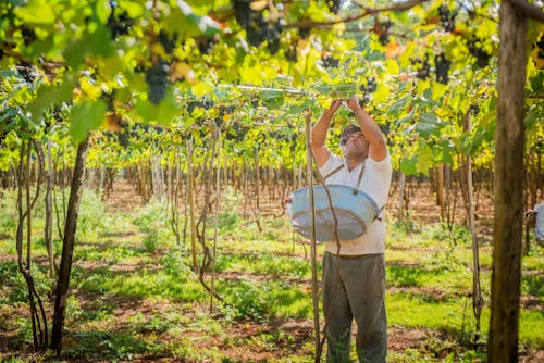 Fotobanka s bezplatnými fotkami na tému farmár, plantáž, plodiny