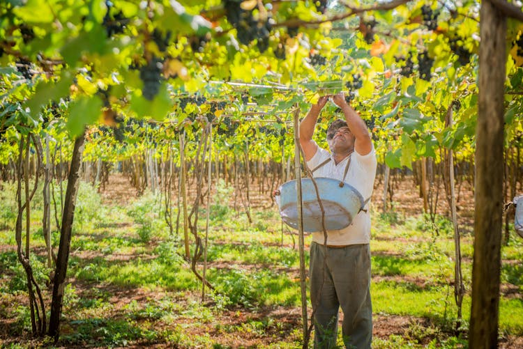 Farmer Harvesting Crops