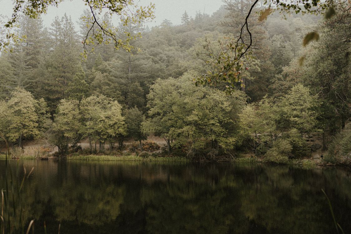 Green Trees Beside Lake · Free Stock Photo