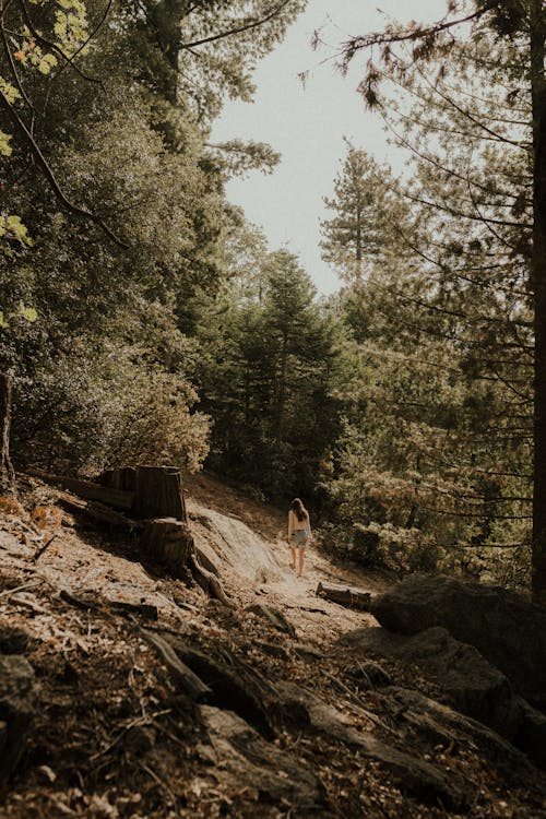 Free Person wandering on a Forest  Stock Photo