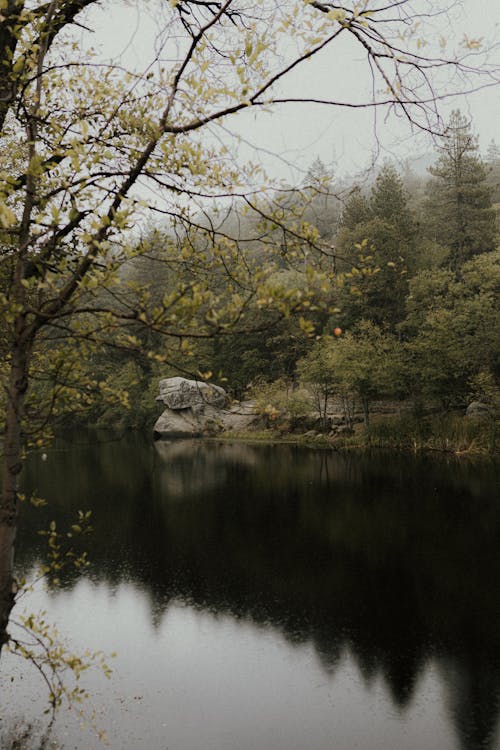 Green Trees Beside Lake