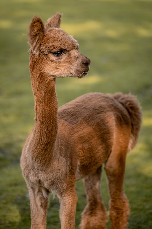 Close-up Photo of Llama 