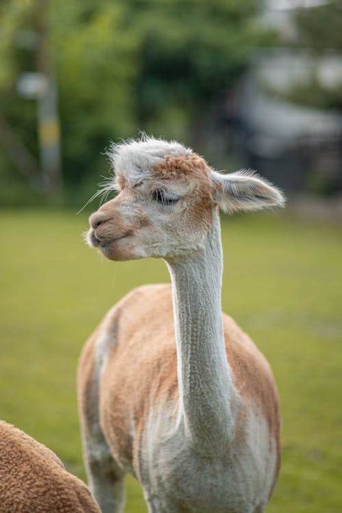 Shaved Llama's Neck 