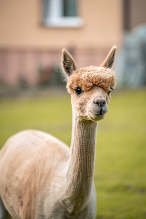 Shaved Llama's Neck 