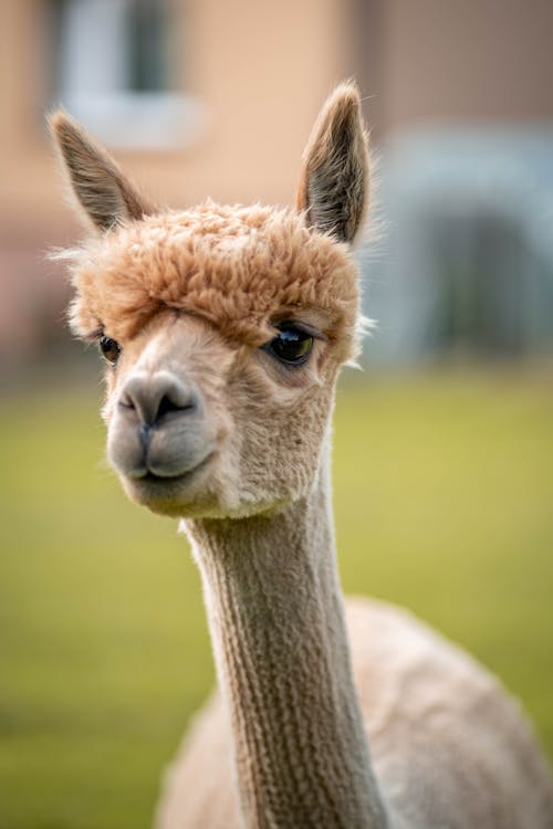 Free Close-up Photo of Llama's Head Stock Photo