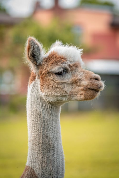 Free A White and Brown Alpaca Stock Photo