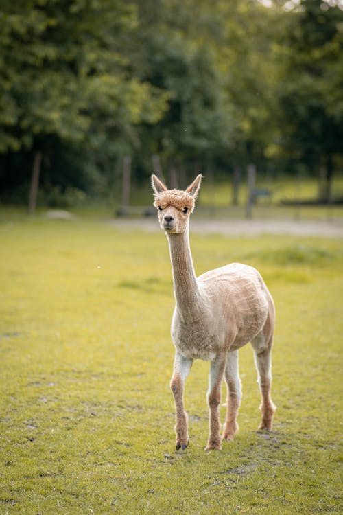Free Shaved Llama walking on Grass Stock Photo