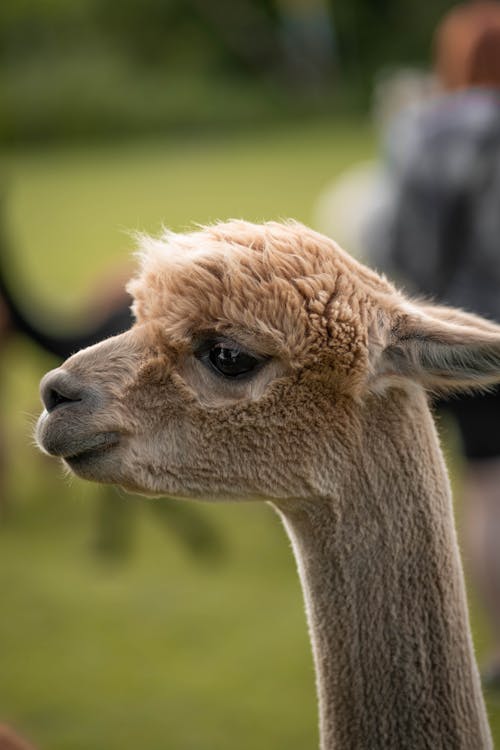 Fotobanka s bezplatnými fotkami na tému alpaka, cicavec, hlavy zvierat