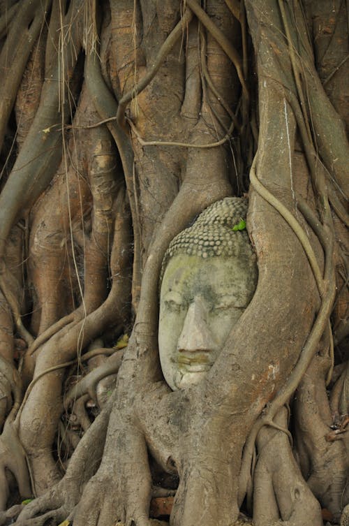 Photos gratuites de bouddha, pierre, racines