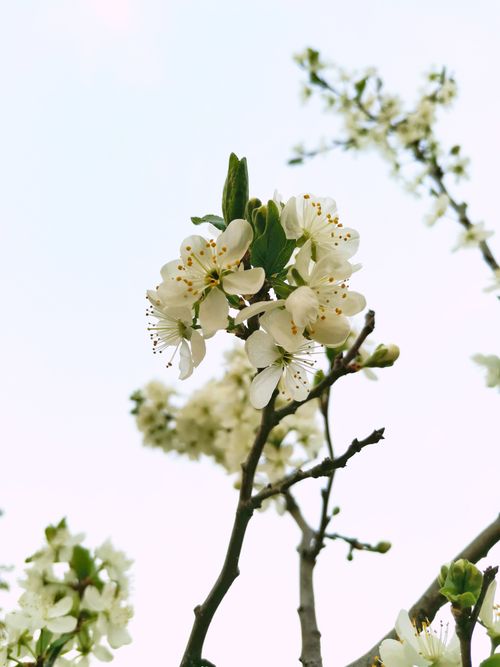 Free Detailed view of a blooming white flower on a tree branch against a clear sky, symbolizing freshness and growth. Stock Photo