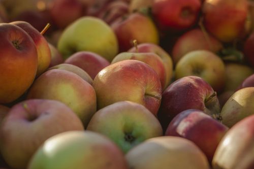 Free A close-up shot of freshly harvested apples in natural sunlight, showcasing their vibrant colors. Stock Photo