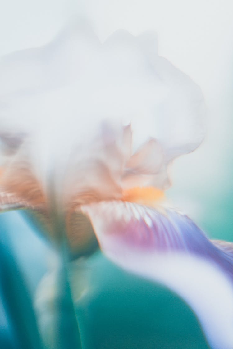 Close-up Of Pastel Flower On Blur Background