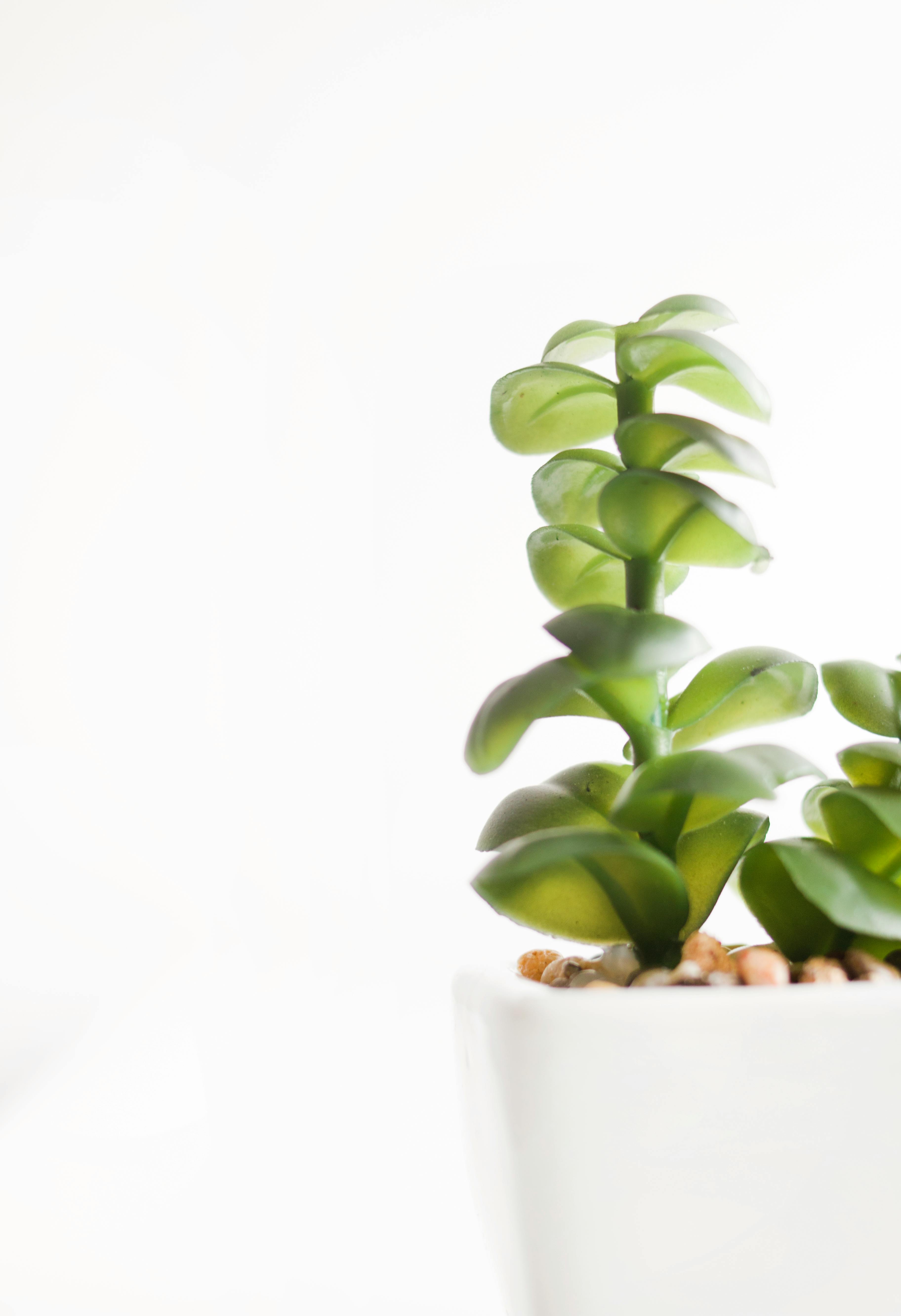 free stock photo of green leaf minimalism green happy birthday