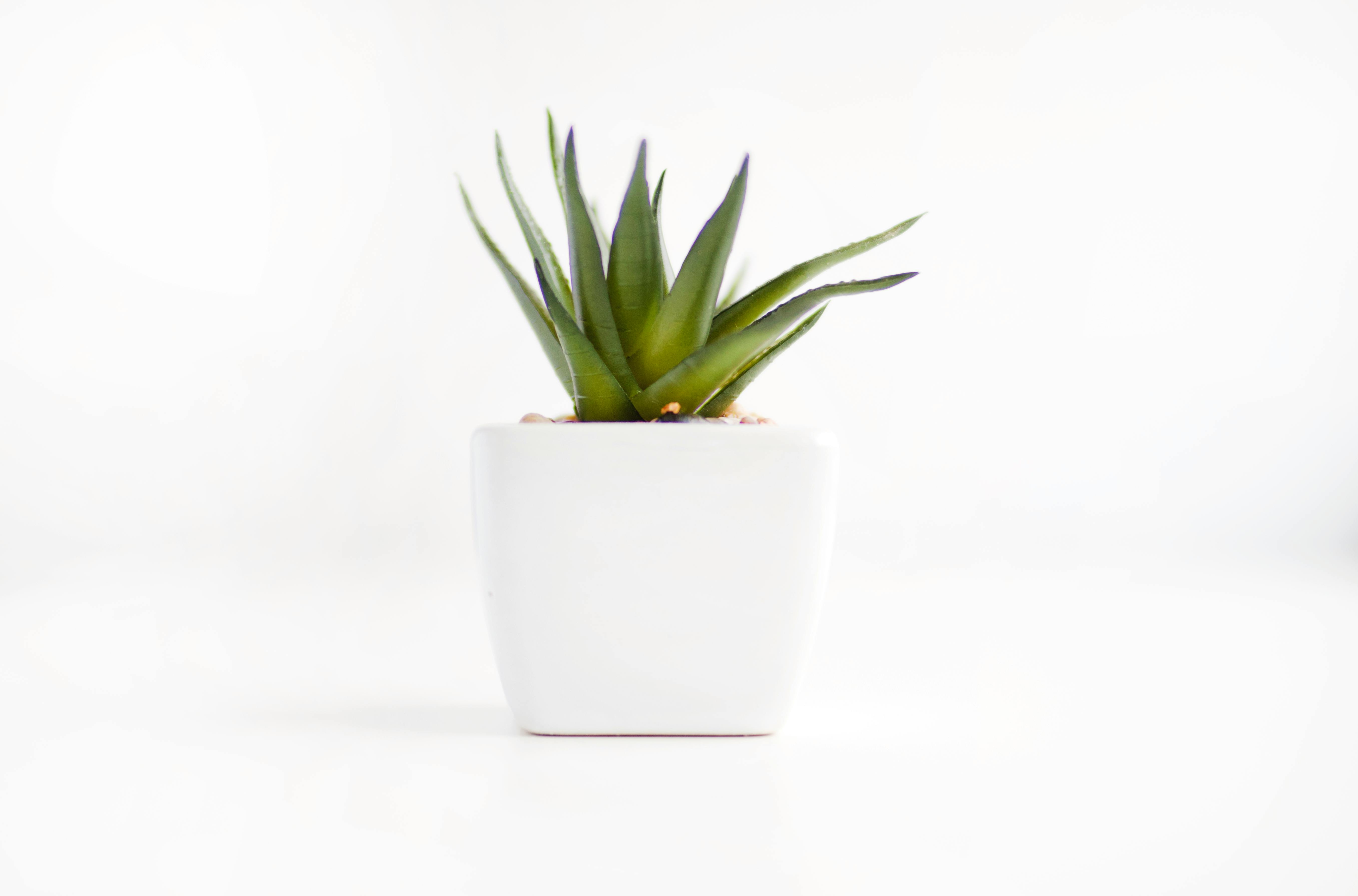 Free stock photo of minimalism, minimalist, plant