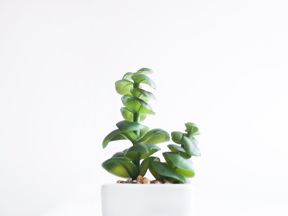 Free Succulent Plant Stock Photo