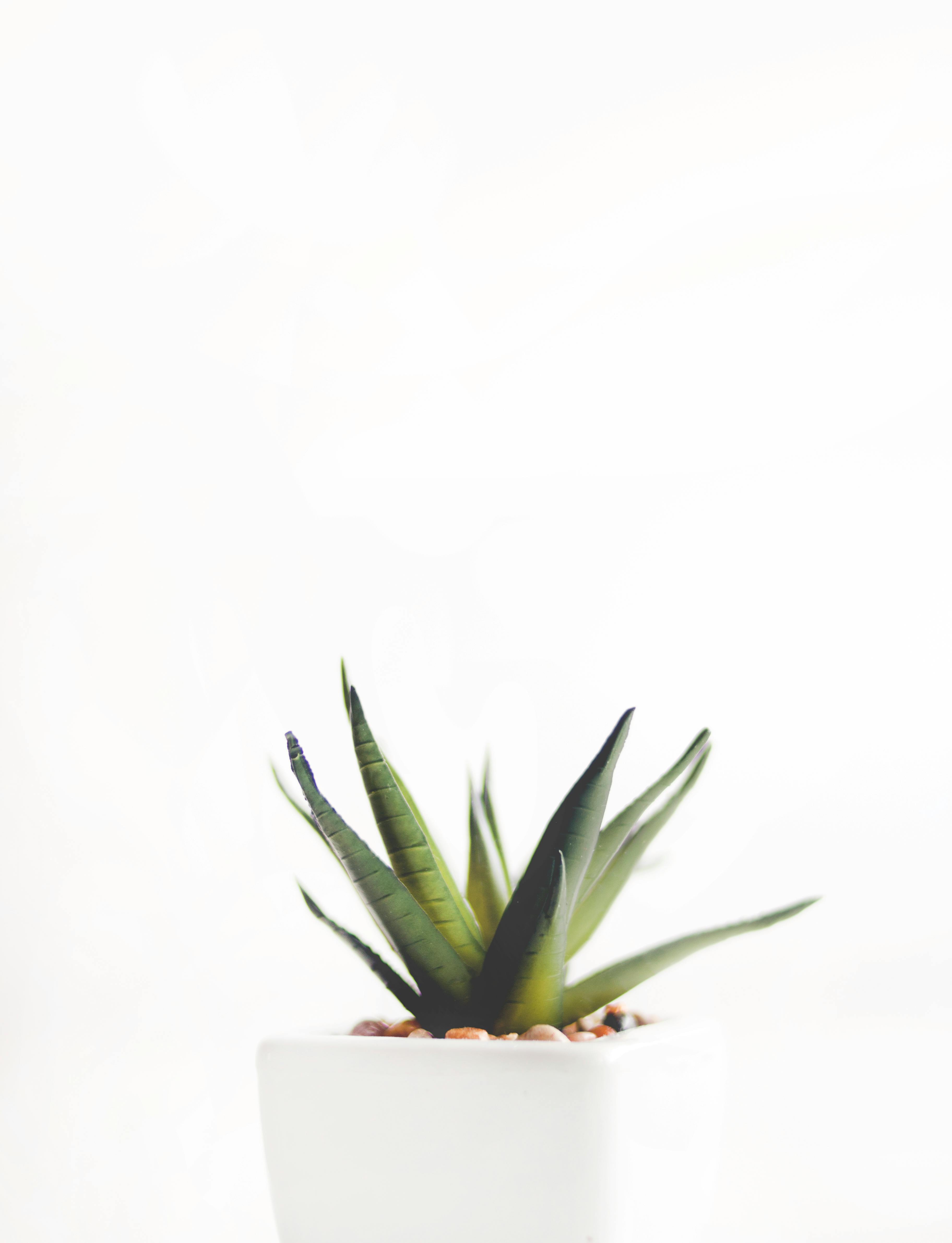 Free stock photo of minimalism minimalist plant
