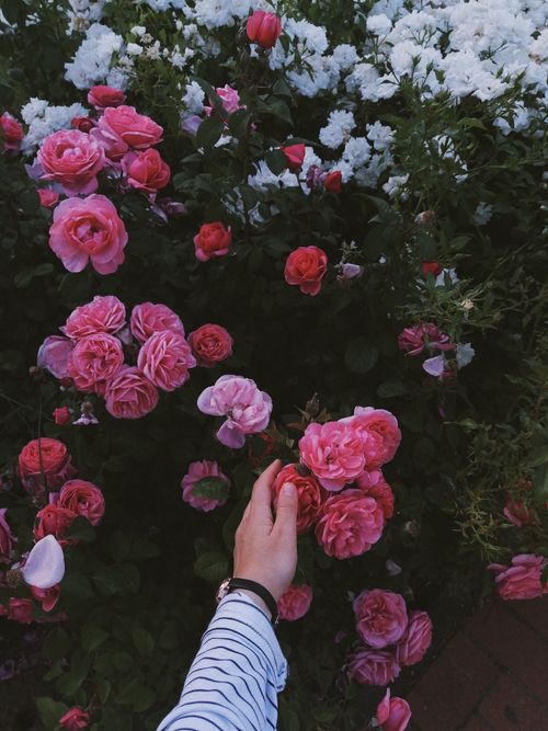 Free A hand reaches towards vibrant pink roses in a lush garden, showcasing the beauty of blooming flowers. Stock Photo