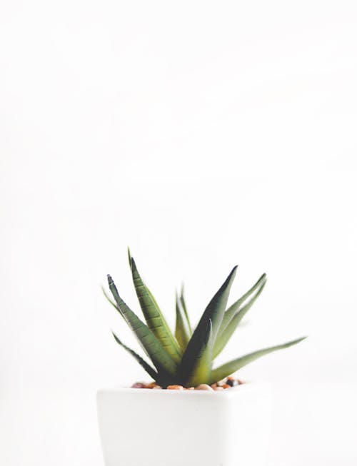 Aloe Vera Plant on White Pot