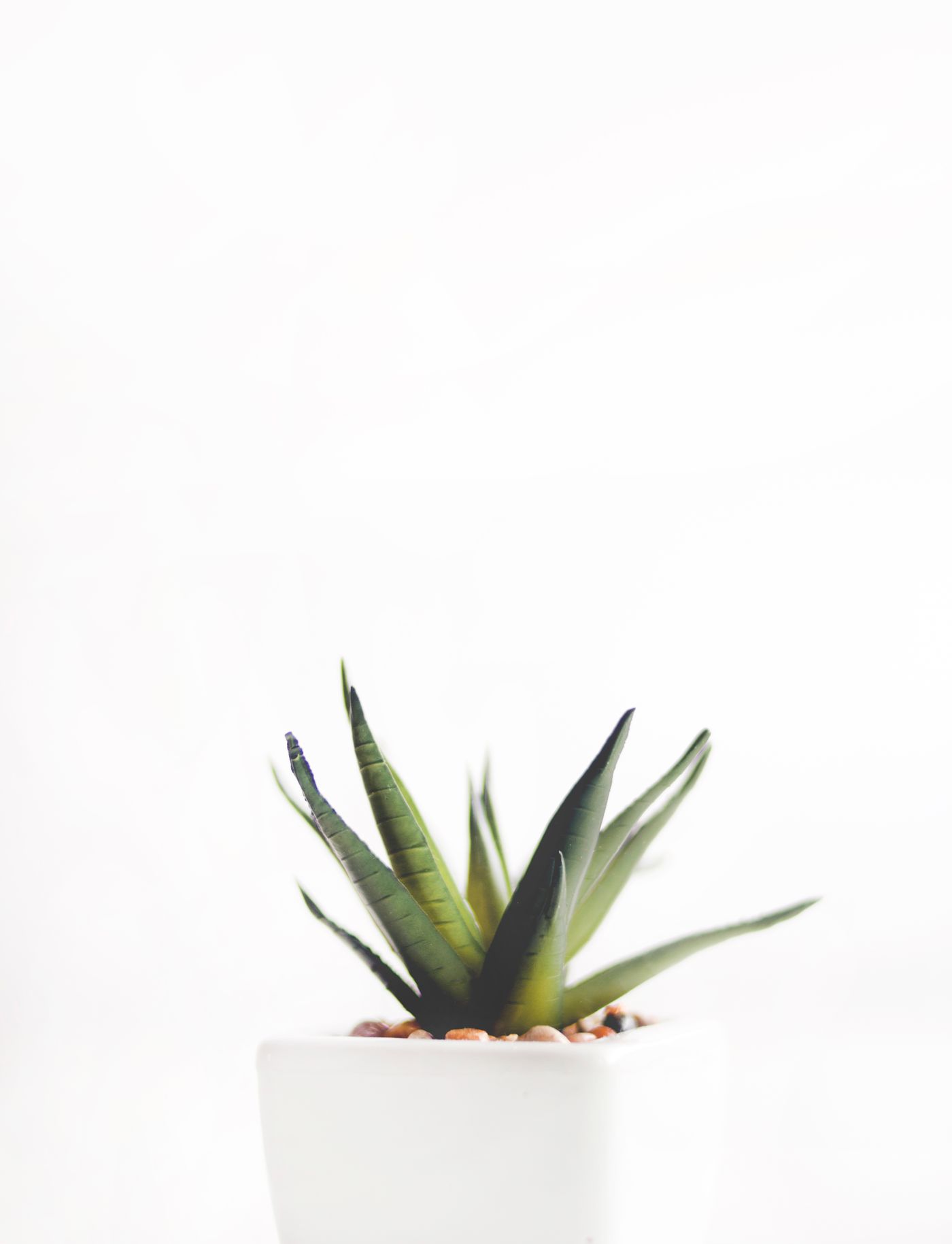 Aloes w białej doniczce na białym tle — minimalistyczny styl