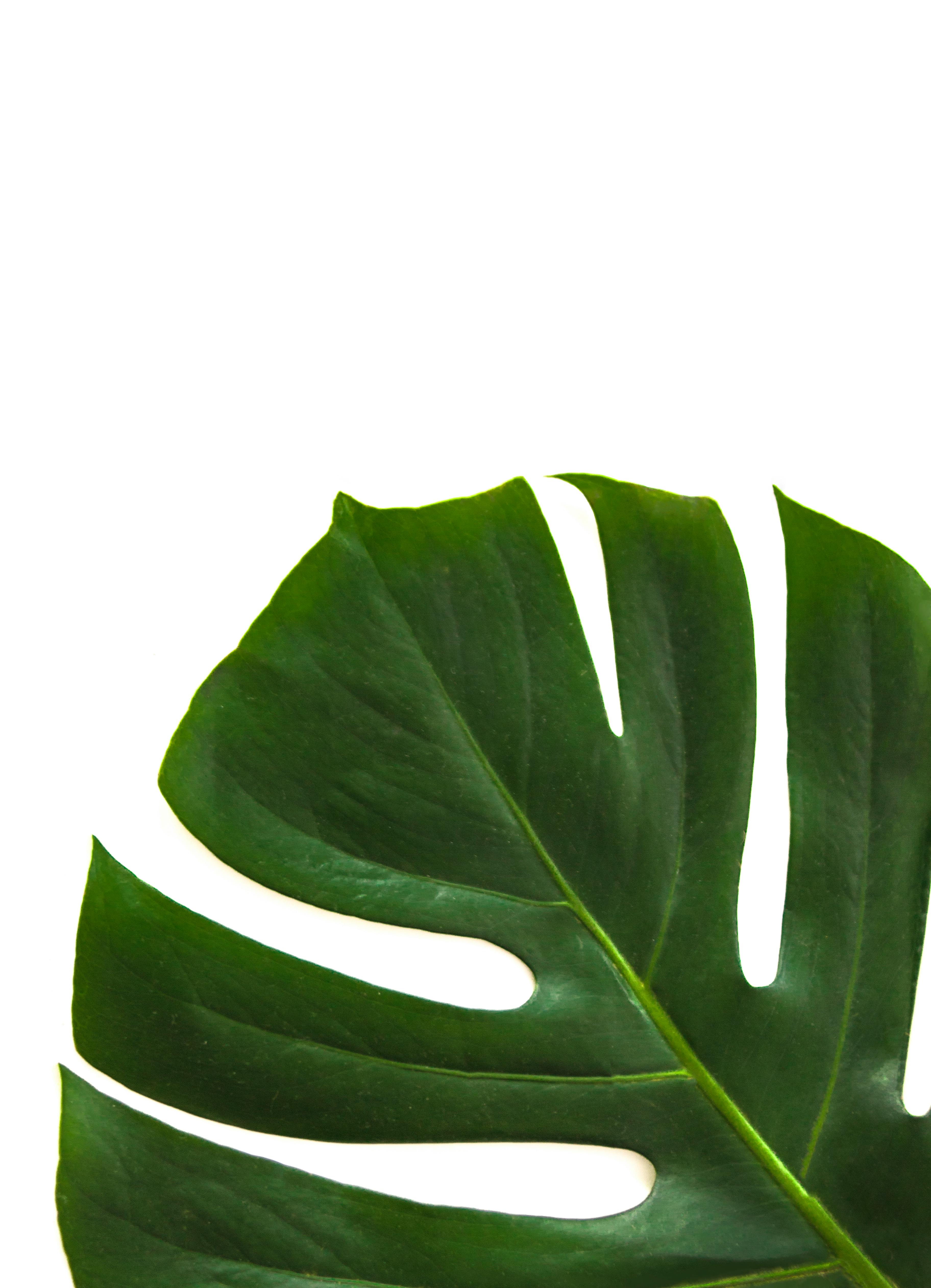Browse Free HD Images of Dark Green Leaf Showing The Details
