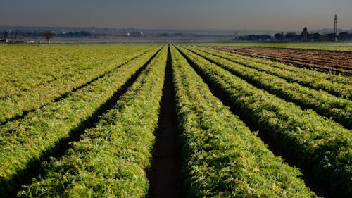 Immagine gratuita di agricoltura, area rurale, campo