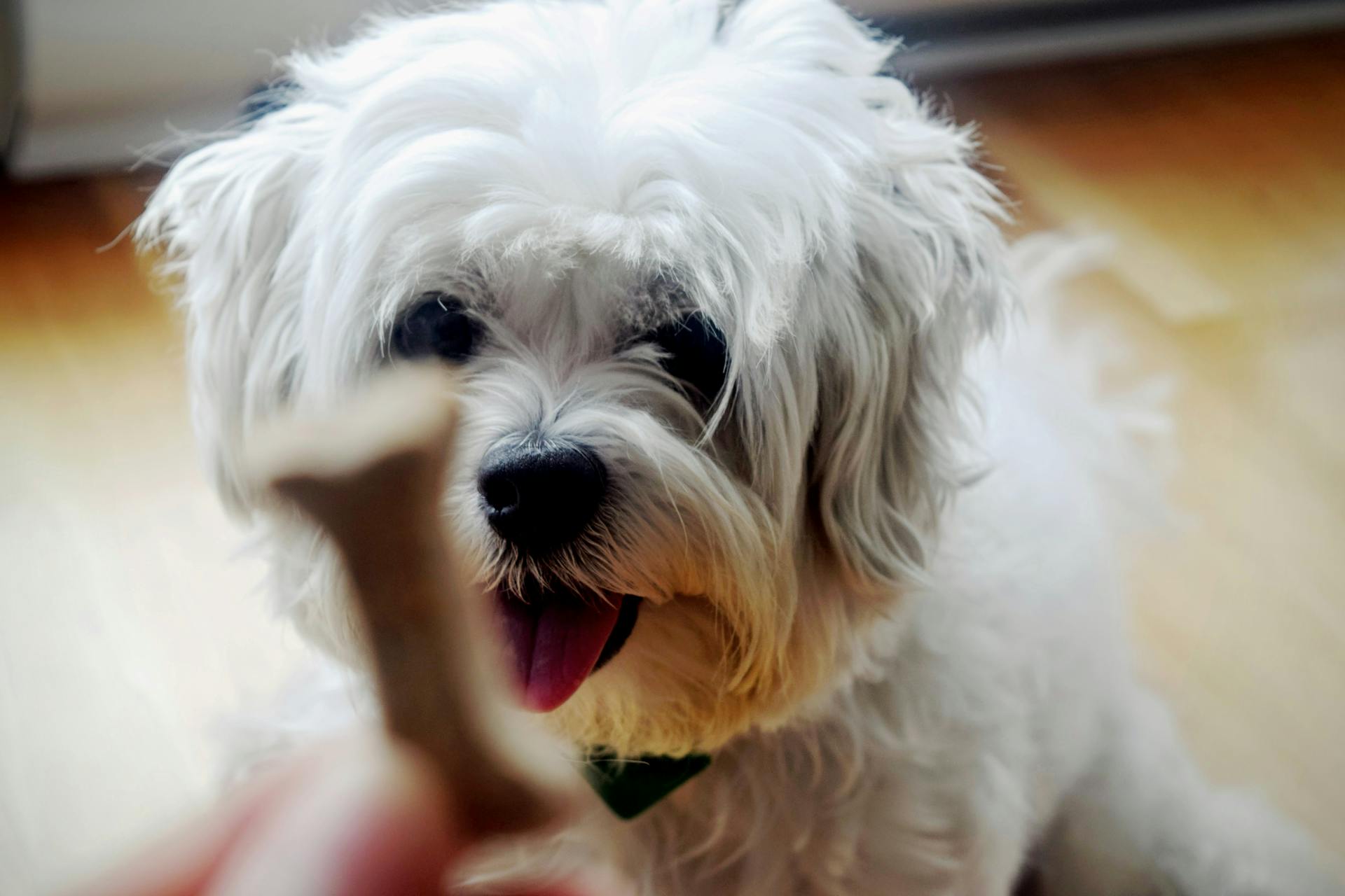 Benformad mat framför vit shih-tzu