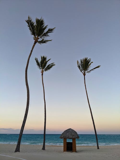 Kostnadsfri bild av havsstrand, kokospalmer, Palmer