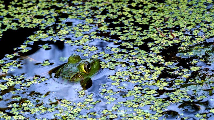 Frog In A Pomd With Duckweed