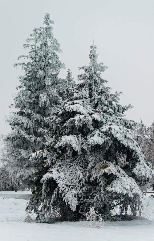 бесплатная Бесплатное стоковое фото с морозный, покрытый снегом, сосны Стоковое фото