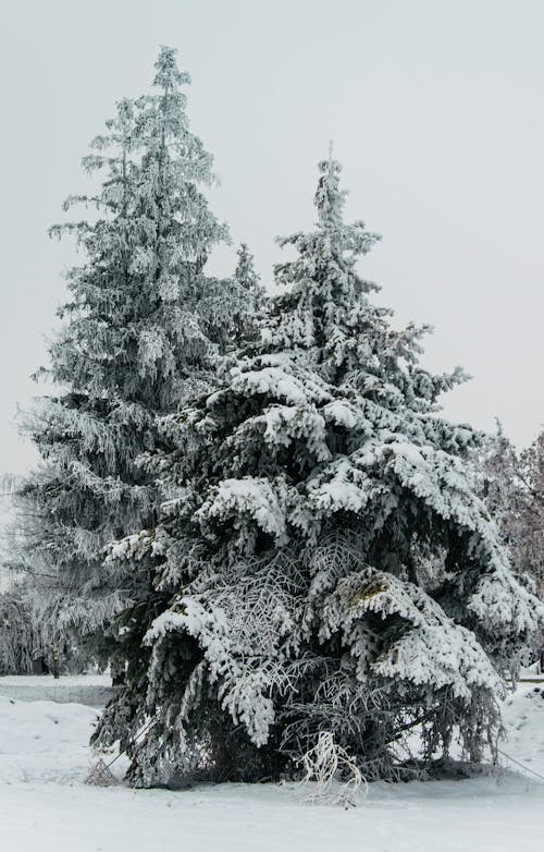 Fotobanka s bezplatnými fotkami na tému borovice, ihličnatých stromov, mrazivo