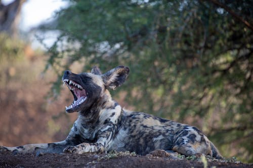 無料 あくび, アフリカの野生の犬, うその無料の写真素材 写真素材