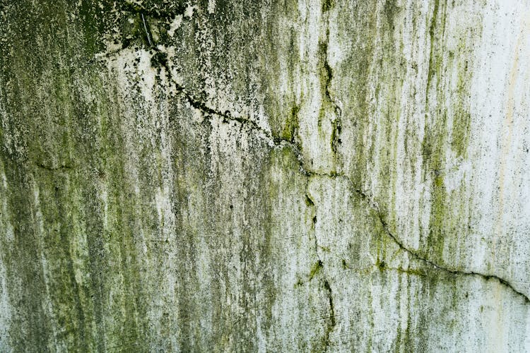 Cracked And Algae Dirty Plaster On Wall